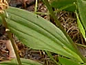 [photo of leaves]