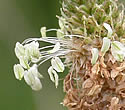 [photo of flowers]