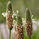 [photo of English Plantain]