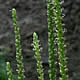 [photo of Common Plantain]