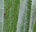 [photo of leaves]