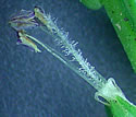 [photo of magnified flower]