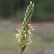 [photo of Dwarf Plantain]