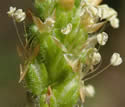[close-up of male flowers]