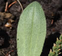 [photo of leaf]