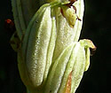 [photo of developing fruit]