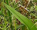 [photo of leaves]