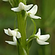 [photo of Tall White Bog Orchid]
