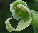 [photo of flowers]