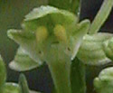 [photo of flowers]