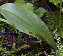 [photo of leaves]
