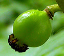 [photo of developing fruit]