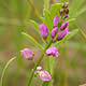 [photo of Racemed Milkwort]