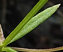 [photo of leaves]