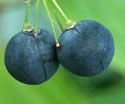 [photo of fruit]