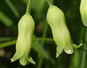 [photo of flowers]