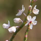 [photo of Coast Jointweed]
