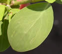 [photo of leaves]