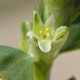 [photo of Leathery Knotweed]