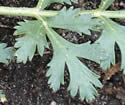[photo of basal leaf]