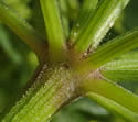 [photo of umbel base]