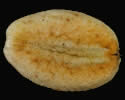 [photo of seed]