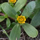 [photo of Common Purslane]