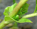 [photo of leaf, stipules and stem]