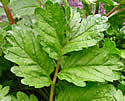[photo of lower leaves]