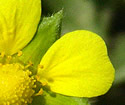 [photo of flower]