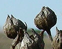 [photo of fruit]