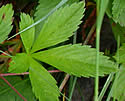 [photo of leaves]