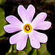 [photo of Mistassini Primrose]