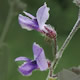 [photo of Slender-leaf Scurfpea]