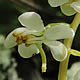 [photo of Round-leaved Pyrola]