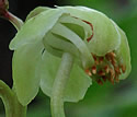 [photo of flowers]