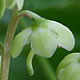 [photo of Green-flowered Pyrola]