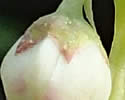 [photo of calyx and floral bracts]
