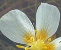 [photo of flower]