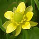 [photo of Alkali Buttercup]