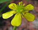 [photo of flower]