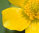 [photo of flower]