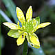 [photo of Lapland Buttercup]