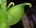 [photo of fruit]