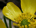[photo of flowers]