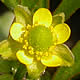 [photo of Celery-leaf Buttercup]