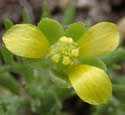 [photo of 3-petaled flower]