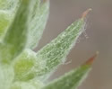 [photo of developing fruit]