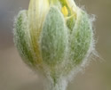 [photo of calyx]