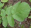 [photo of lower leaves]